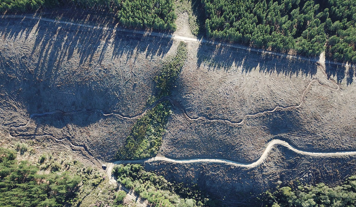 Single Track on MTO Plett Trails Network